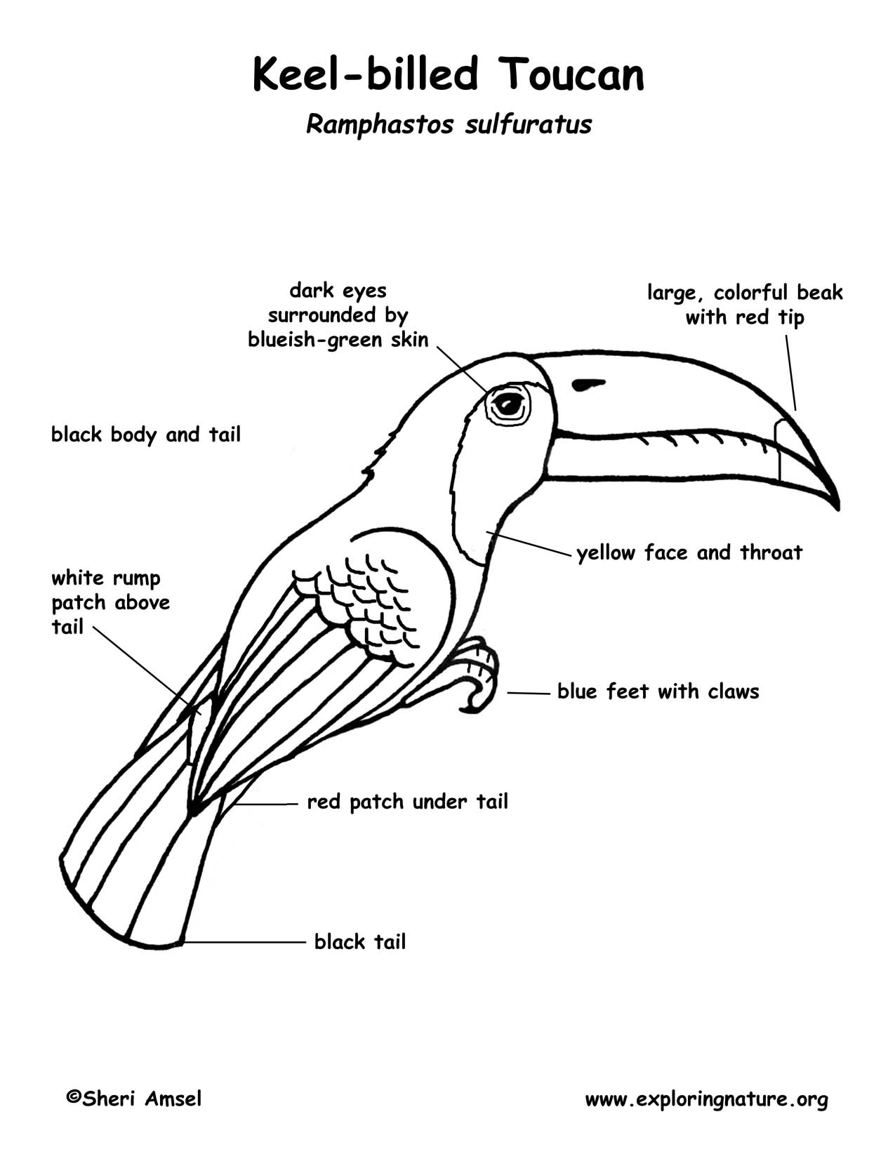 Keel-billed Toucan coloring #19, Download drawings