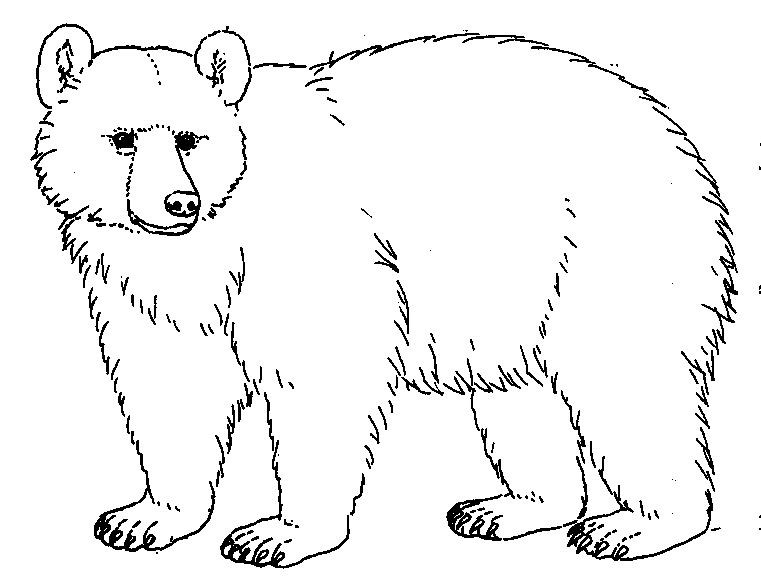Kermode Bear clipart #15, Download drawings