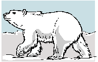 Kermode Bear clipart #8, Download drawings