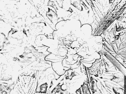 Kerria Japonica coloring #9, Download drawings