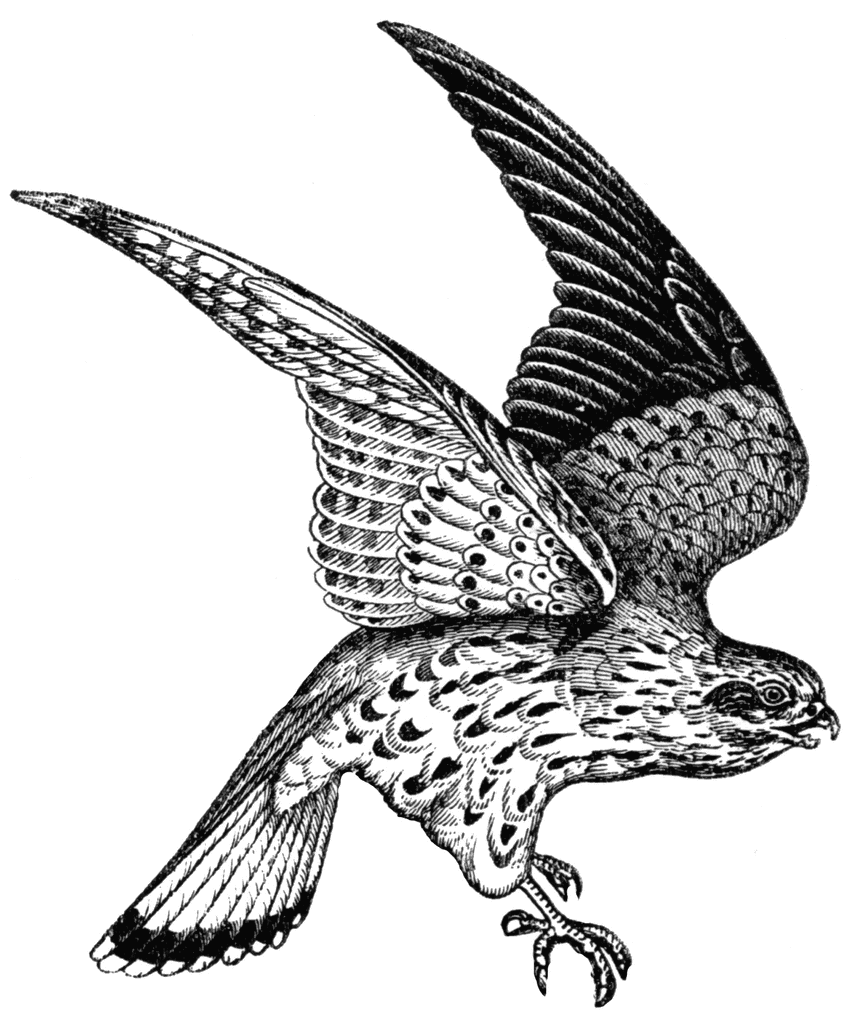 Peregrine Falcon clipart #5, Download drawings