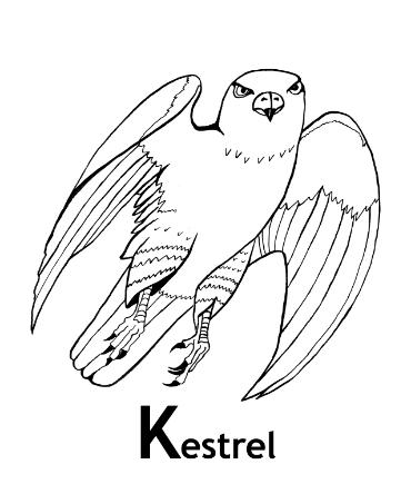 Kestrel coloring #1, Download drawings