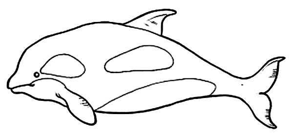 Killer Whale coloring #3, Download drawings