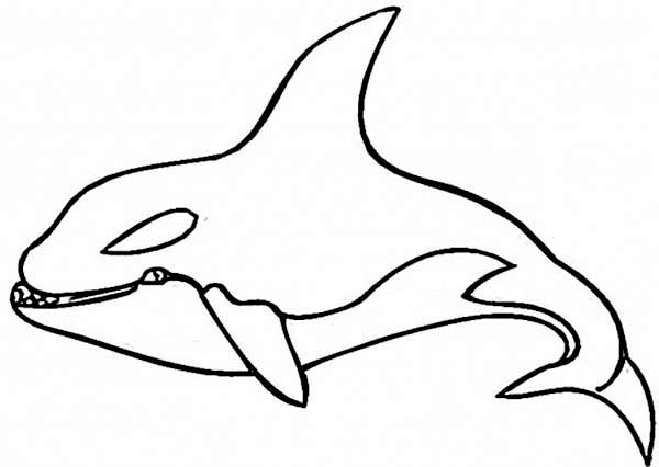 Killer Whale coloring #4, Download drawings