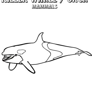 Killer Whale coloring #19, Download drawings