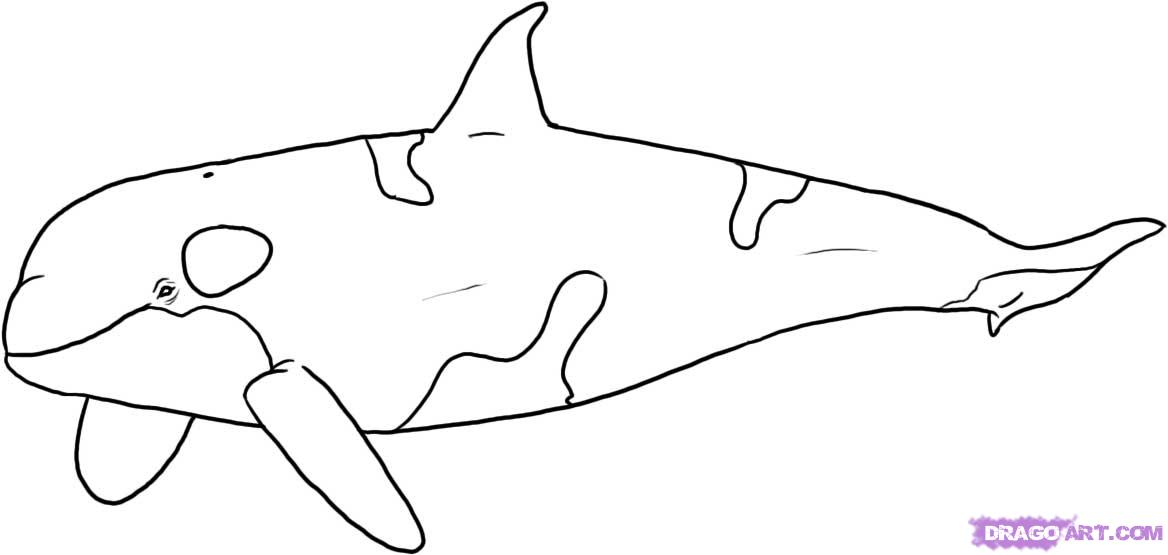 Killer Whale coloring #7, Download drawings