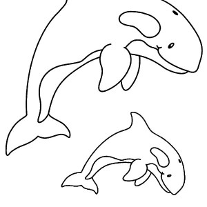 Killer Whale coloring #10, Download drawings