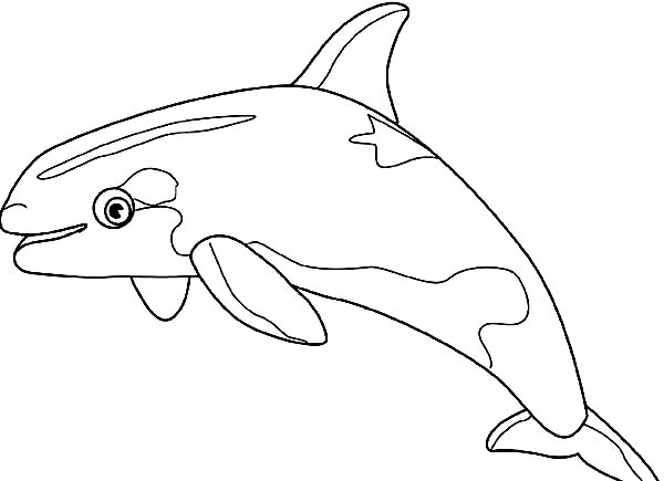 Killer Whale coloring #9, Download drawings