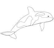 Orca coloring #9, Download drawings