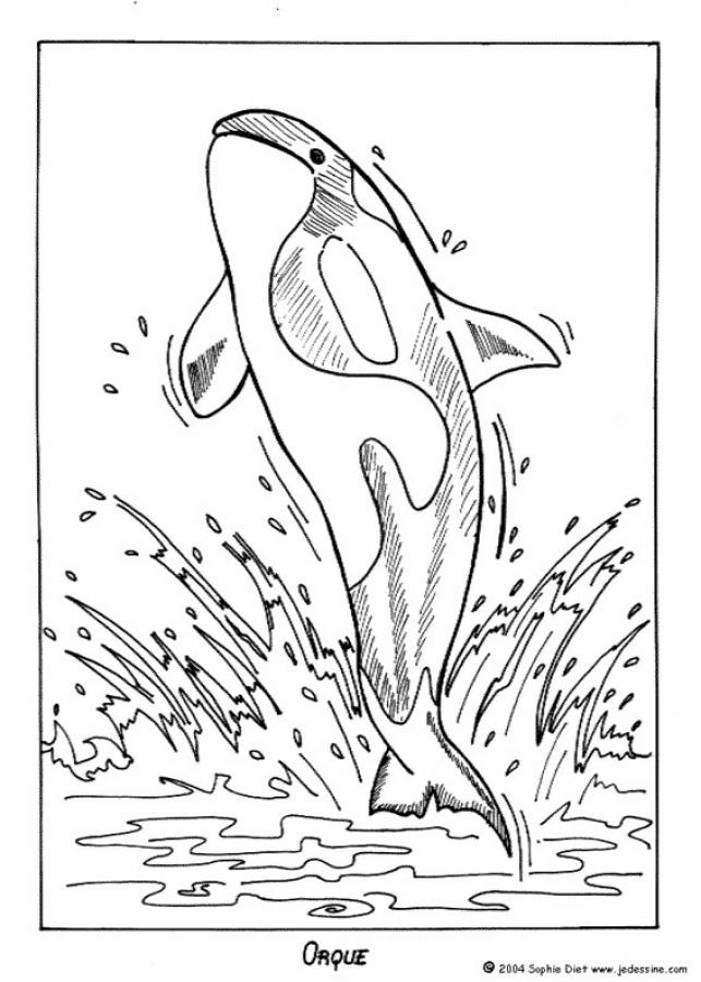 Killer Whale coloring #17, Download drawings