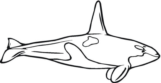 Killer Whale coloring #1, Download drawings