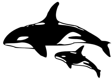 Killer Whale svg #15, Download drawings
