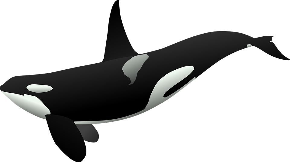 Killer Whale svg #2, Download drawings
