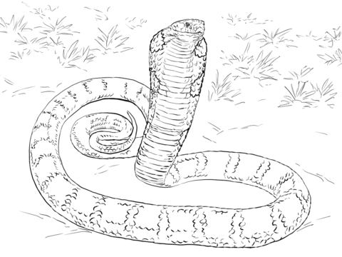 King Cobra coloring #12, Download drawings