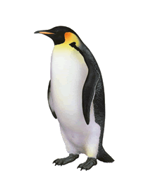 King Emperor Penguins clipart #12, Download drawings