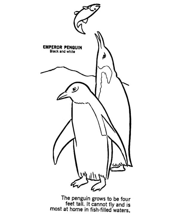 King Emperor Penguins coloring #4, Download drawings