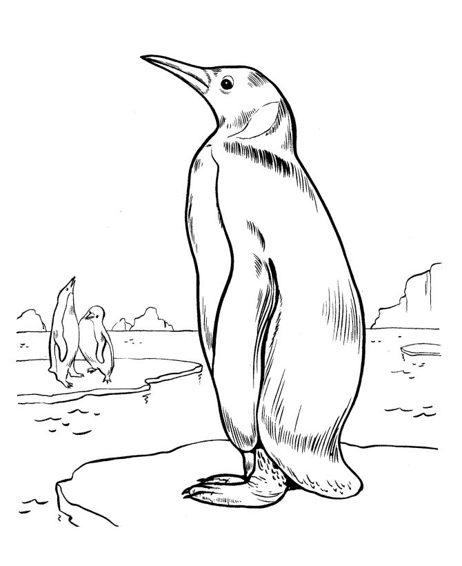 King Emperor Penguins coloring #15, Download drawings