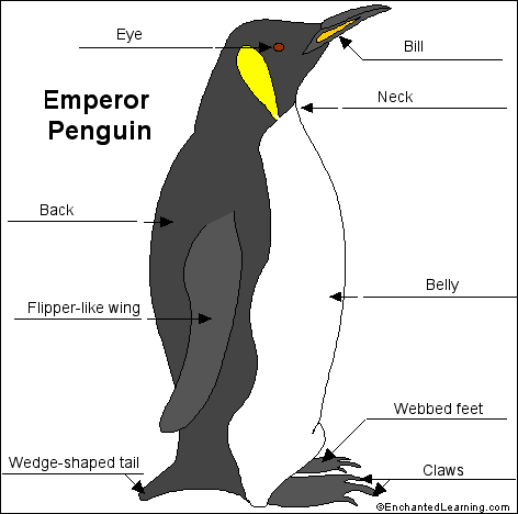 King Emperor Penguins coloring #11, Download drawings