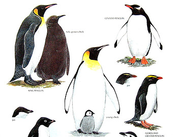 King Emperor Penguins svg #1, Download drawings