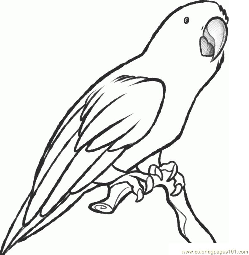 King Parrot coloring #19, Download drawings