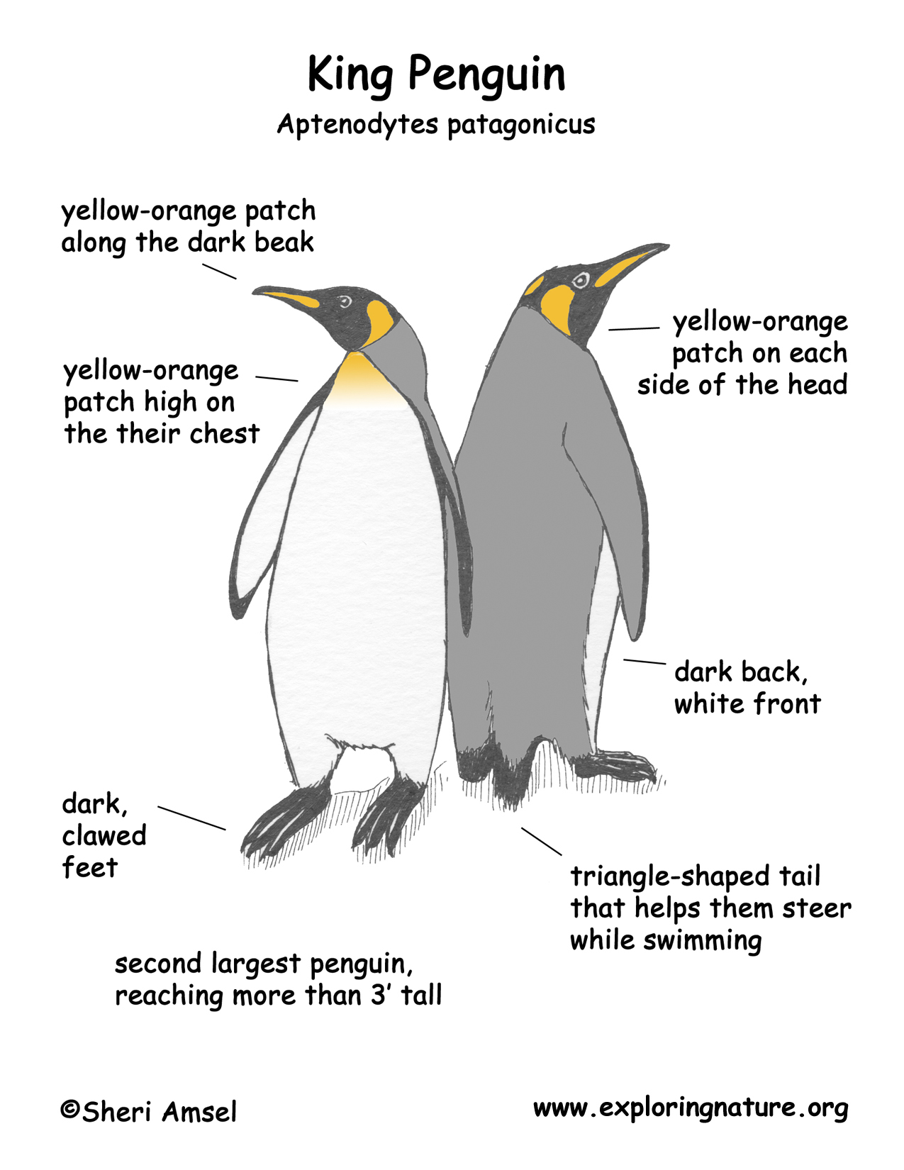 King Penguin coloring #10, Download drawings