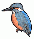 Kingsfisher clipart #13, Download drawings