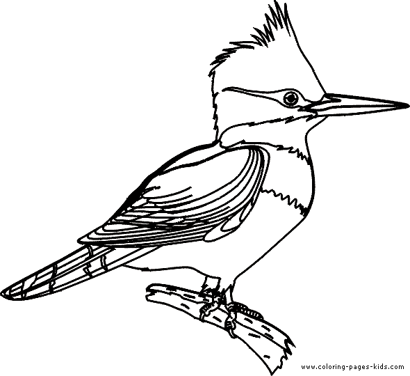 Kingsfisher coloring #2, Download drawings