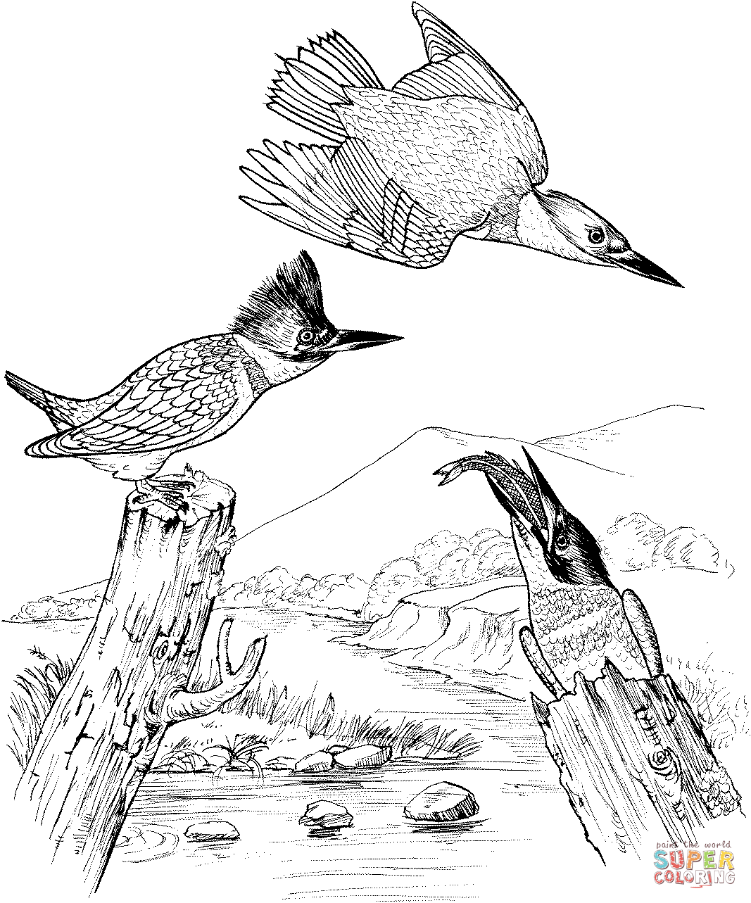 Kingfisher coloring #9, Download drawings