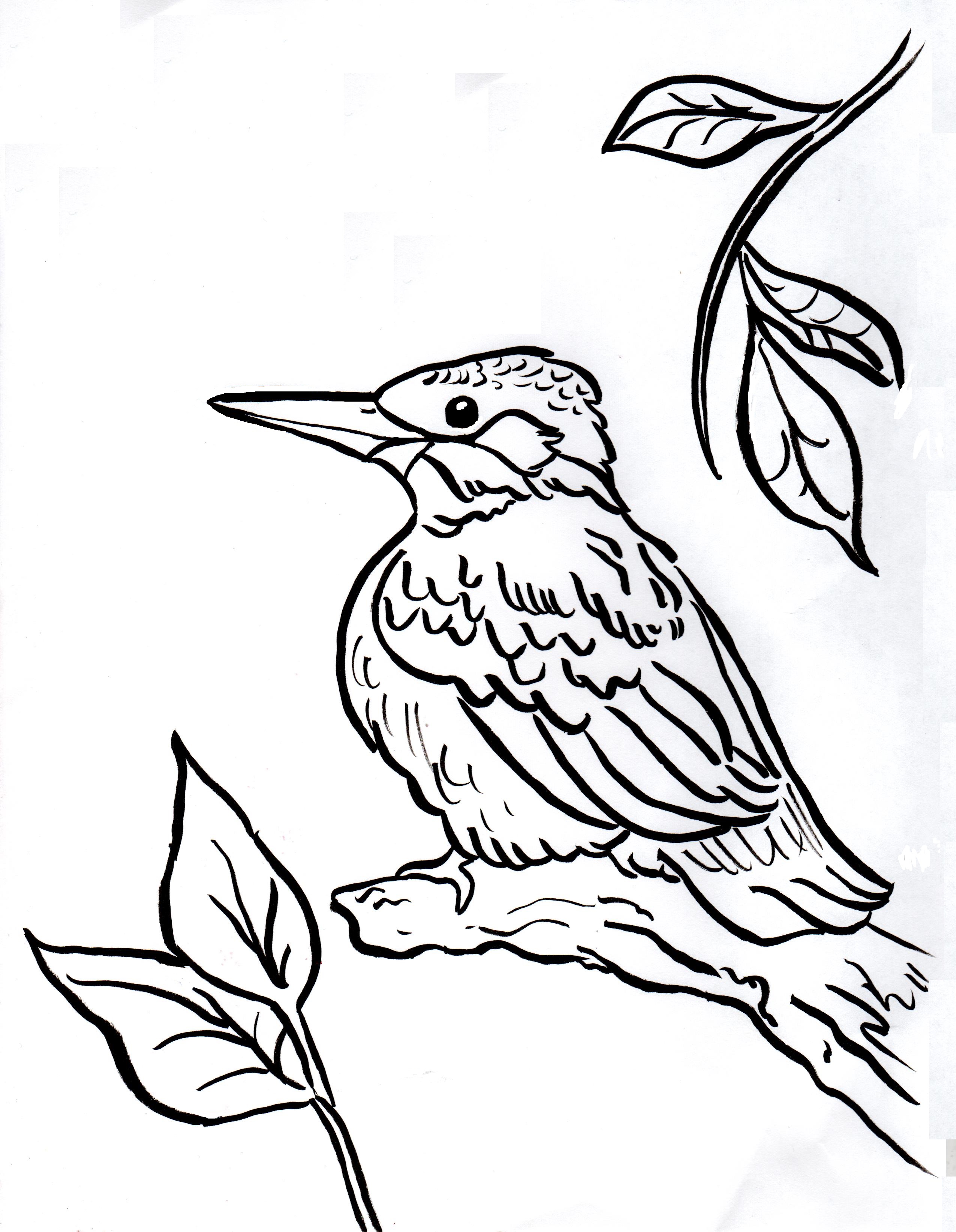 Kingfisher coloring #1, Download drawings