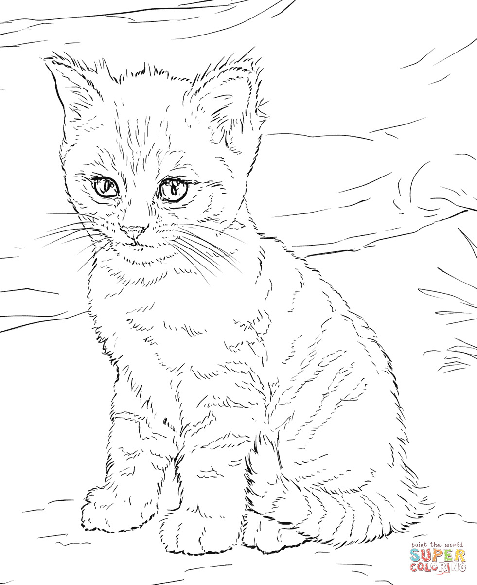 Kitten coloring #3, Download drawings