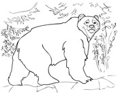 Kodiak Bear coloring #11, Download drawings