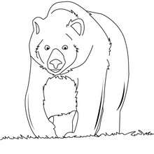 Kodiak Bear coloring #8, Download drawings