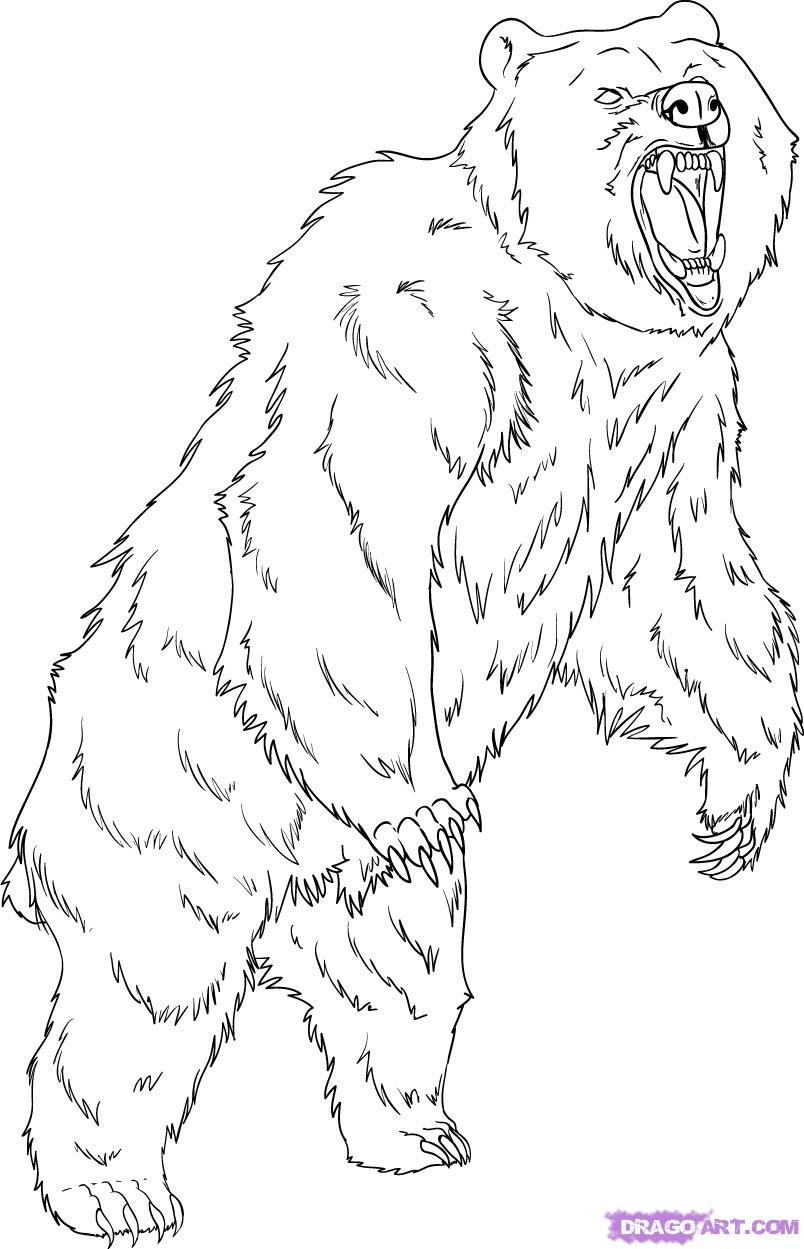 Kodiak Bear coloring #16, Download drawings