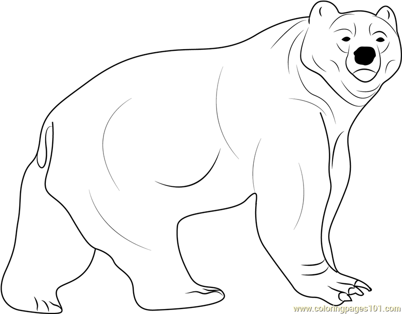 Kodiak Bear coloring #15, Download drawings