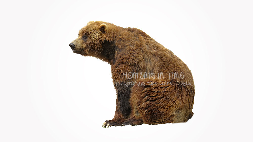 Kodiak Bear svg #5, Download drawings