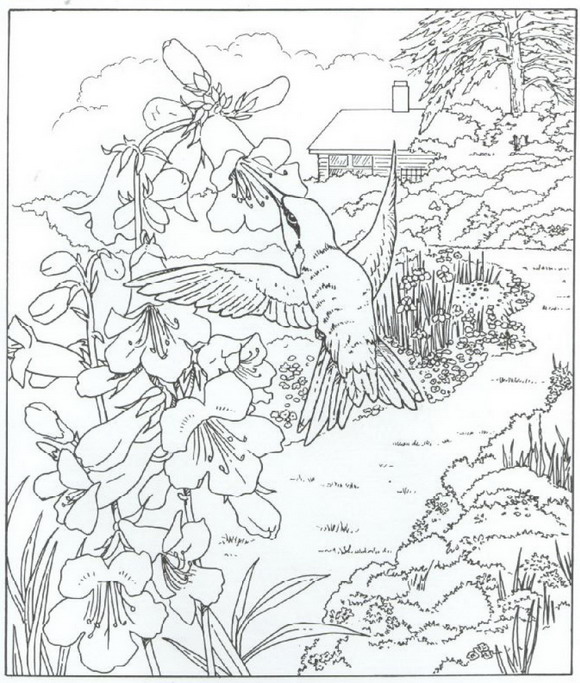 Kolibri coloring #10, Download drawings
