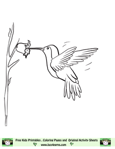 Kolibri coloring #11, Download drawings