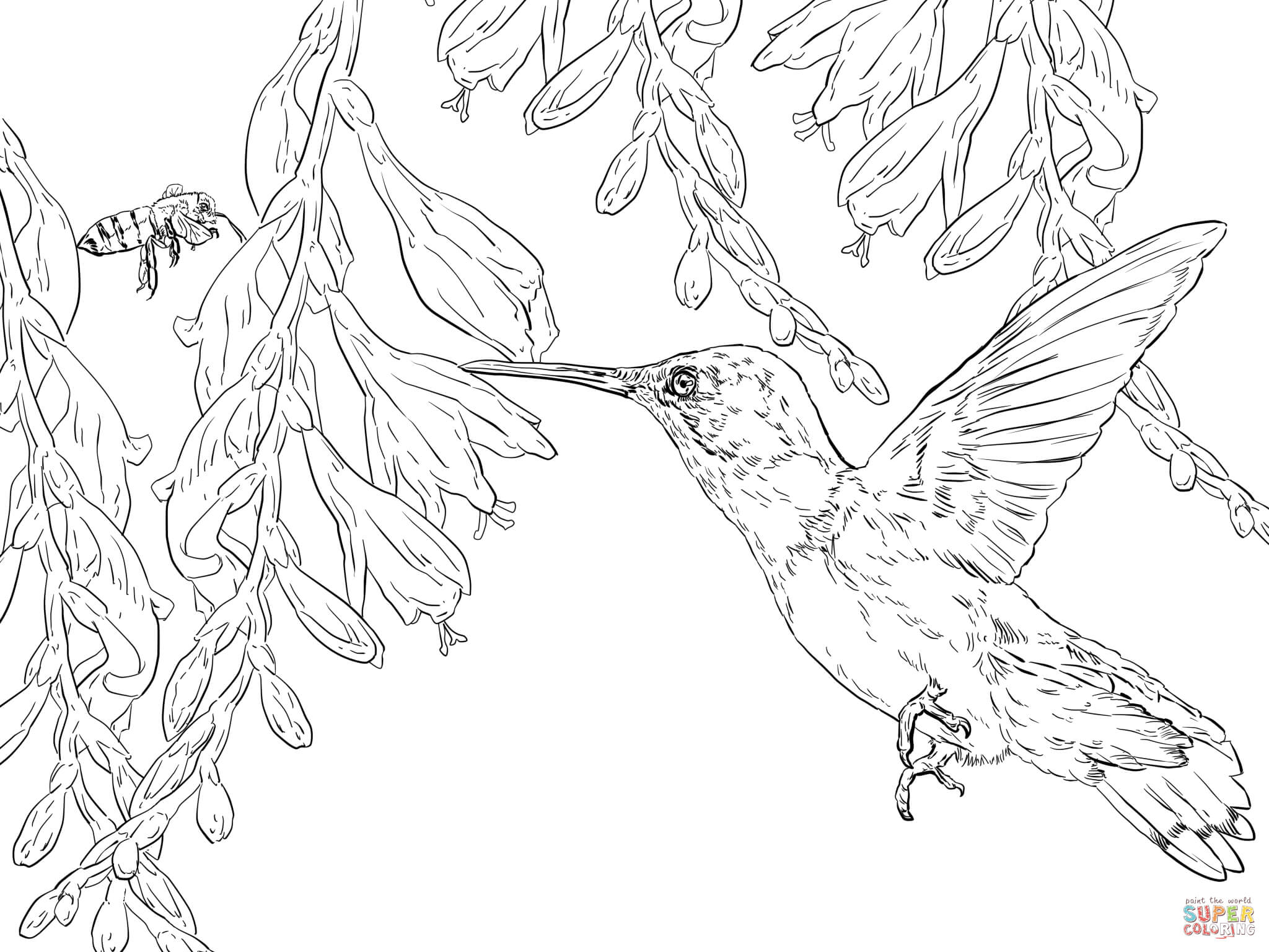 Kolibri coloring #8, Download drawings