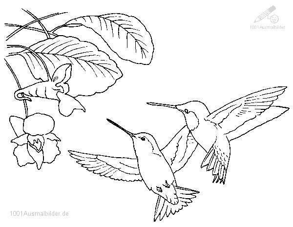 Kolibri coloring #3, Download drawings