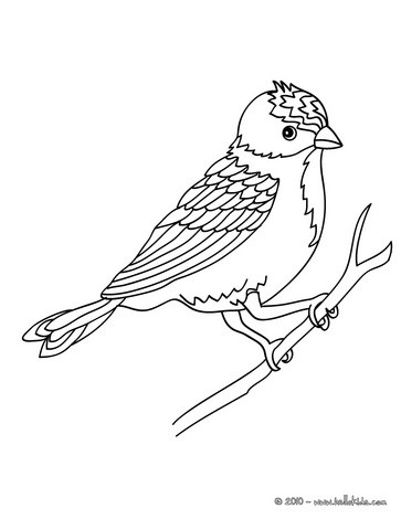 Kolibri coloring #5, Download drawings