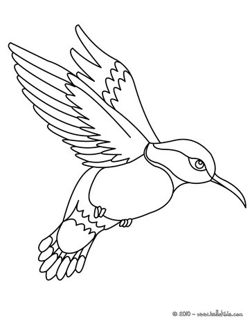 Kolibri coloring #16, Download drawings