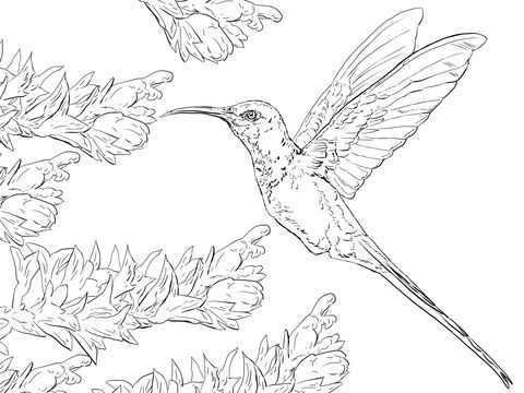 Kolibri coloring #15, Download drawings