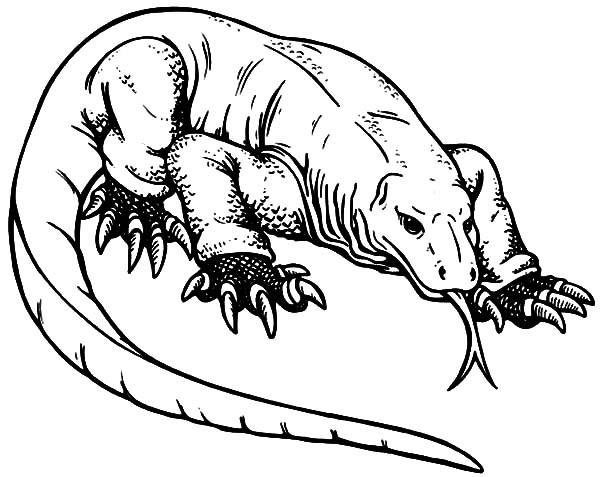 Komodo Dragon coloring #2, Download drawings