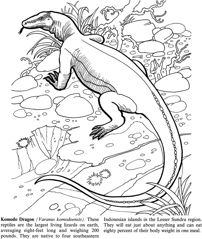 Komodo Dragon coloring #6, Download drawings