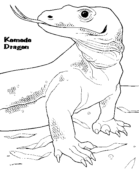Komodo Dragon coloring #10, Download drawings