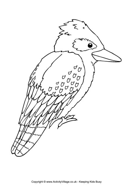 Kookaburra coloring #4, Download drawings