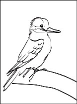 Kookaburra coloring #14, Download drawings