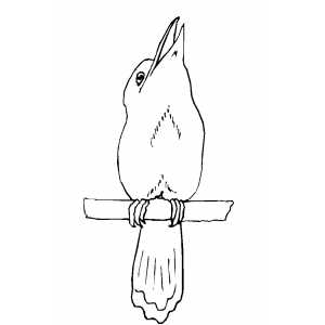Kookaburra coloring #17, Download drawings