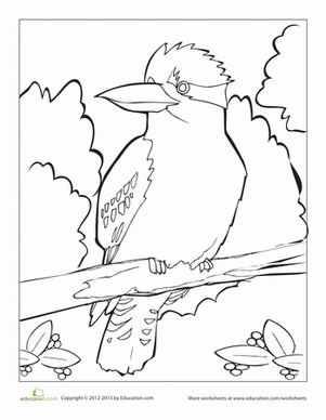 Kookaburra coloring #6, Download drawings