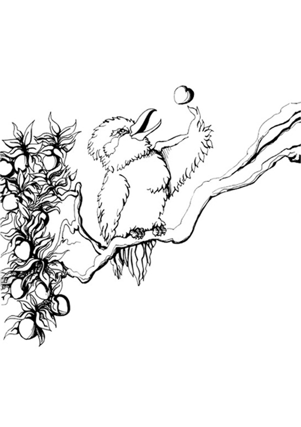 Kookaburra coloring #3, Download drawings